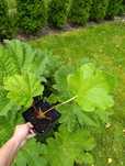 Sadzonka Gunnera Brazylijska Manicata Olbrzymia Gunera