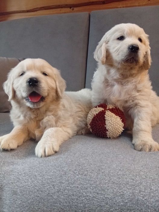 Szczenię golden retriever do odbioru samiec