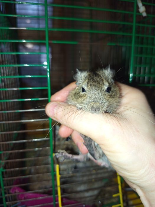 Веселые дегусята