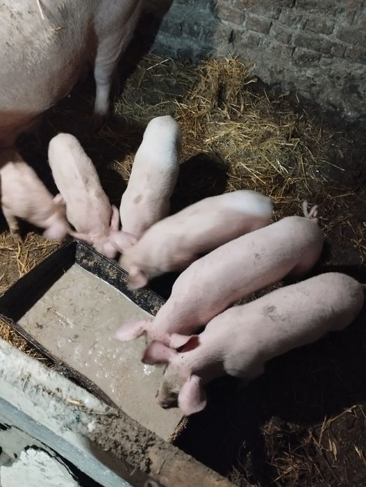 Продам поросят породи f1