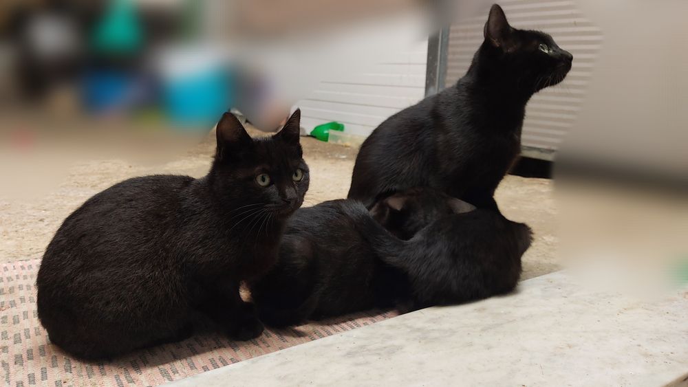 Dois Gatinhos para Adoção Responsável!!