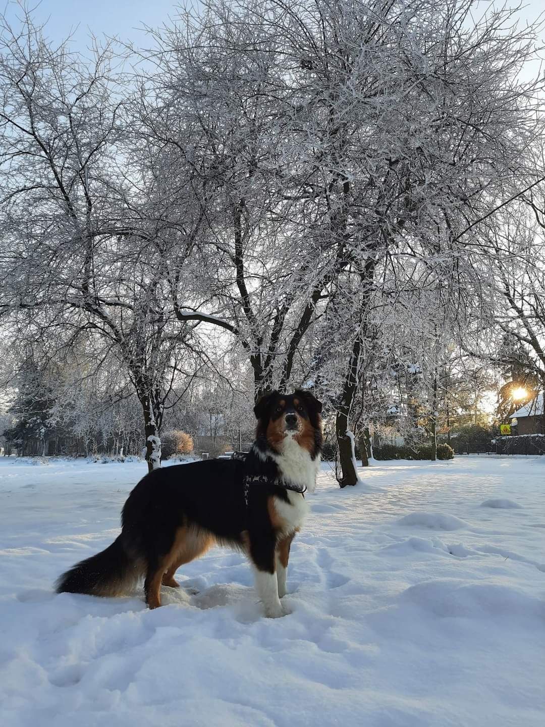 Owczarek australijski - aussie. Piesek red tri