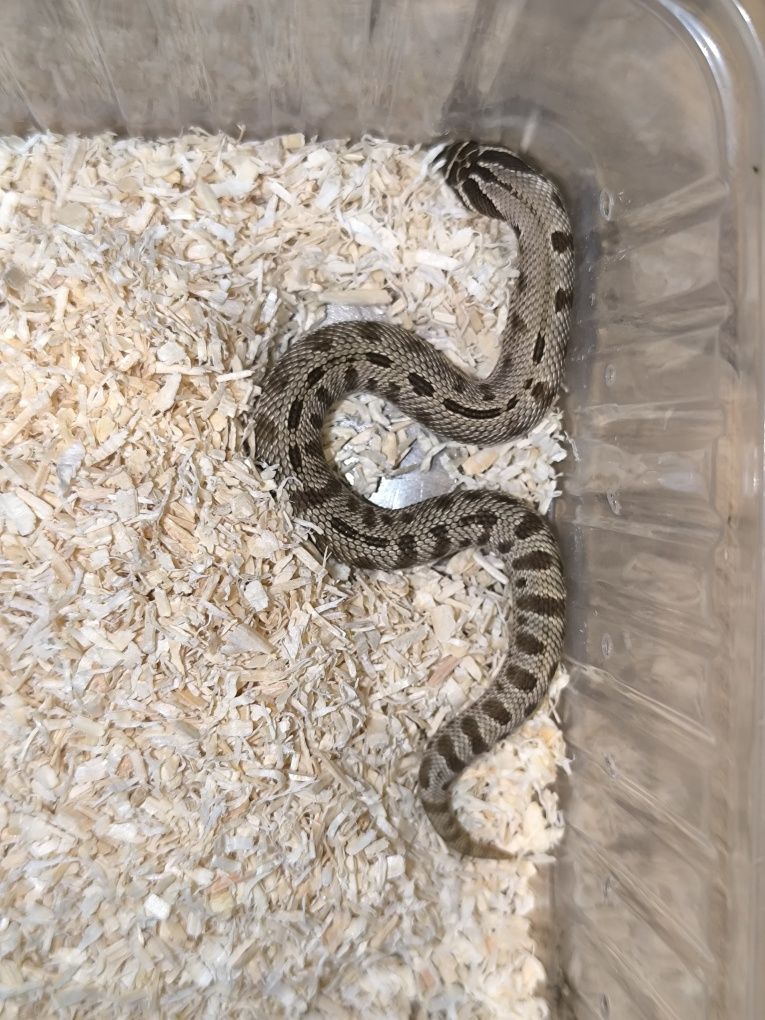 Heterodon zachodni