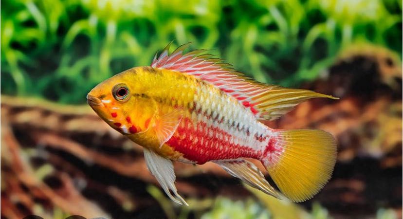 Apistograma Hongsloi - MACHOS