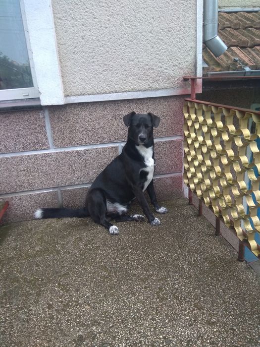 Шукаю собачку для в'язки