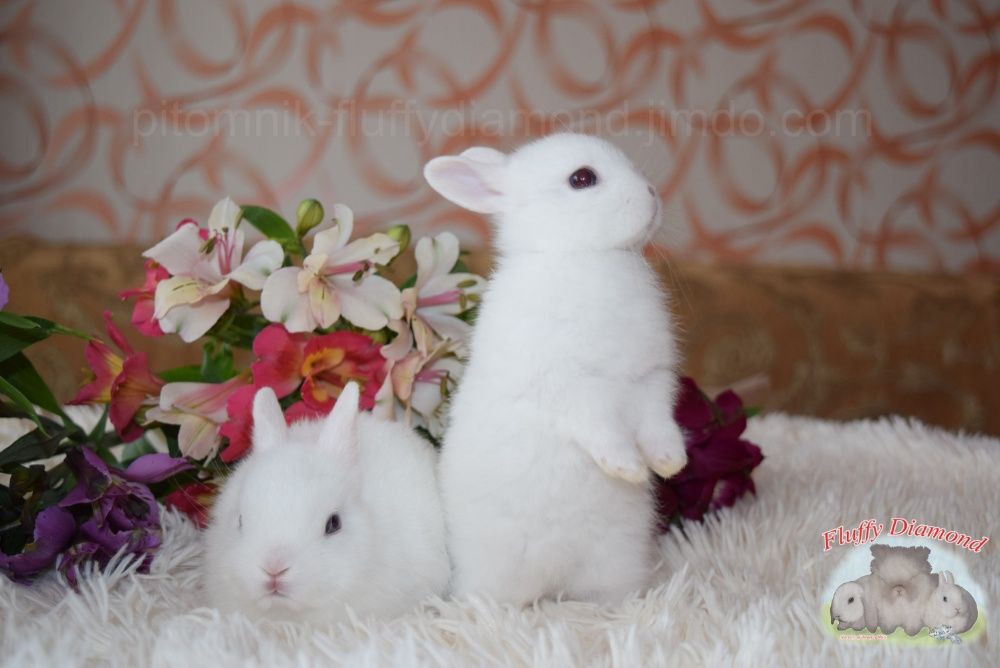 Мини ангелочки. Порода гермелин. Карликовый крольчонок. Белый кролик
