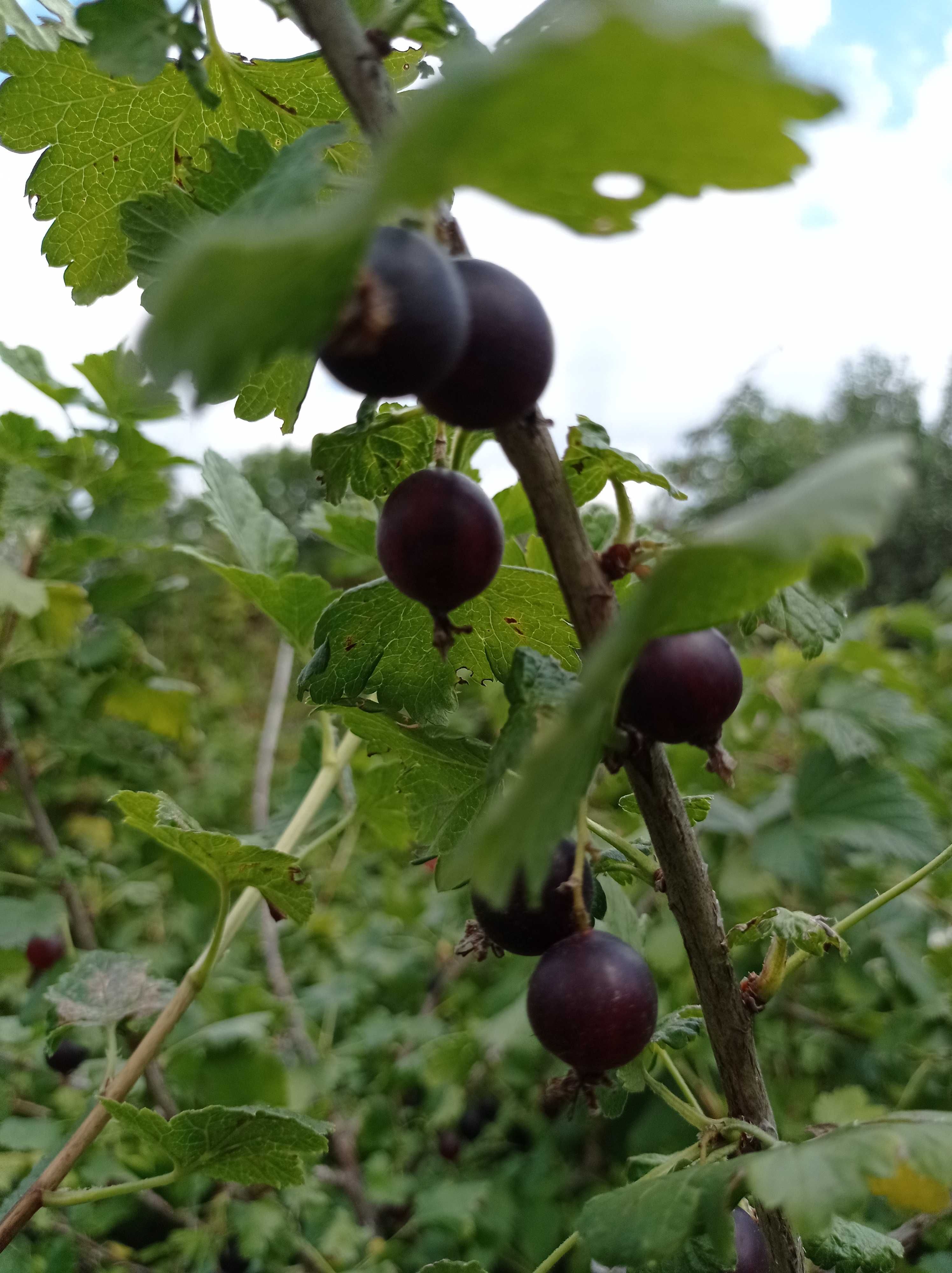 ягідні кущі , саджанці