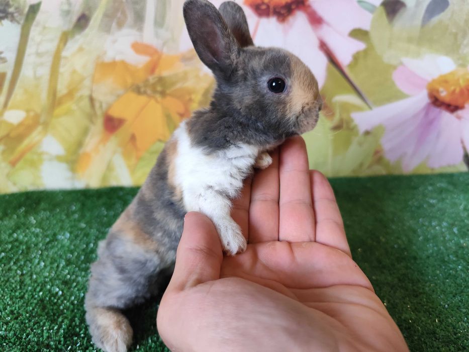 PIĘKNY Mini Rex królik miniaturka Karzełek tri kolor