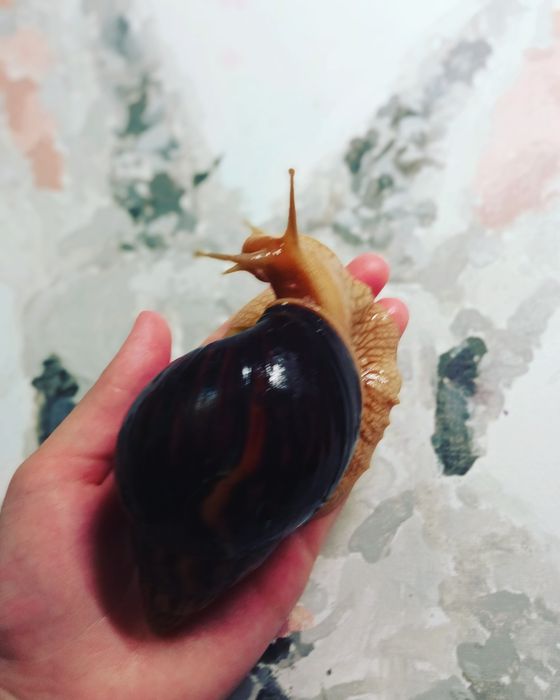 Равлики імакулята!