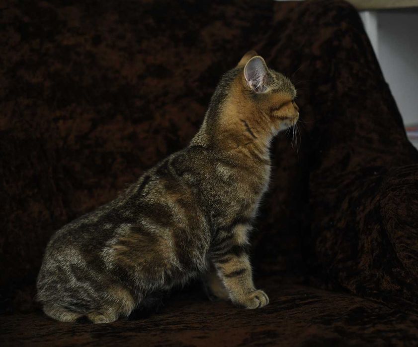 kot brytyjski-  kotka WCF