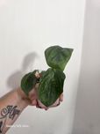 Philodendron McDowel