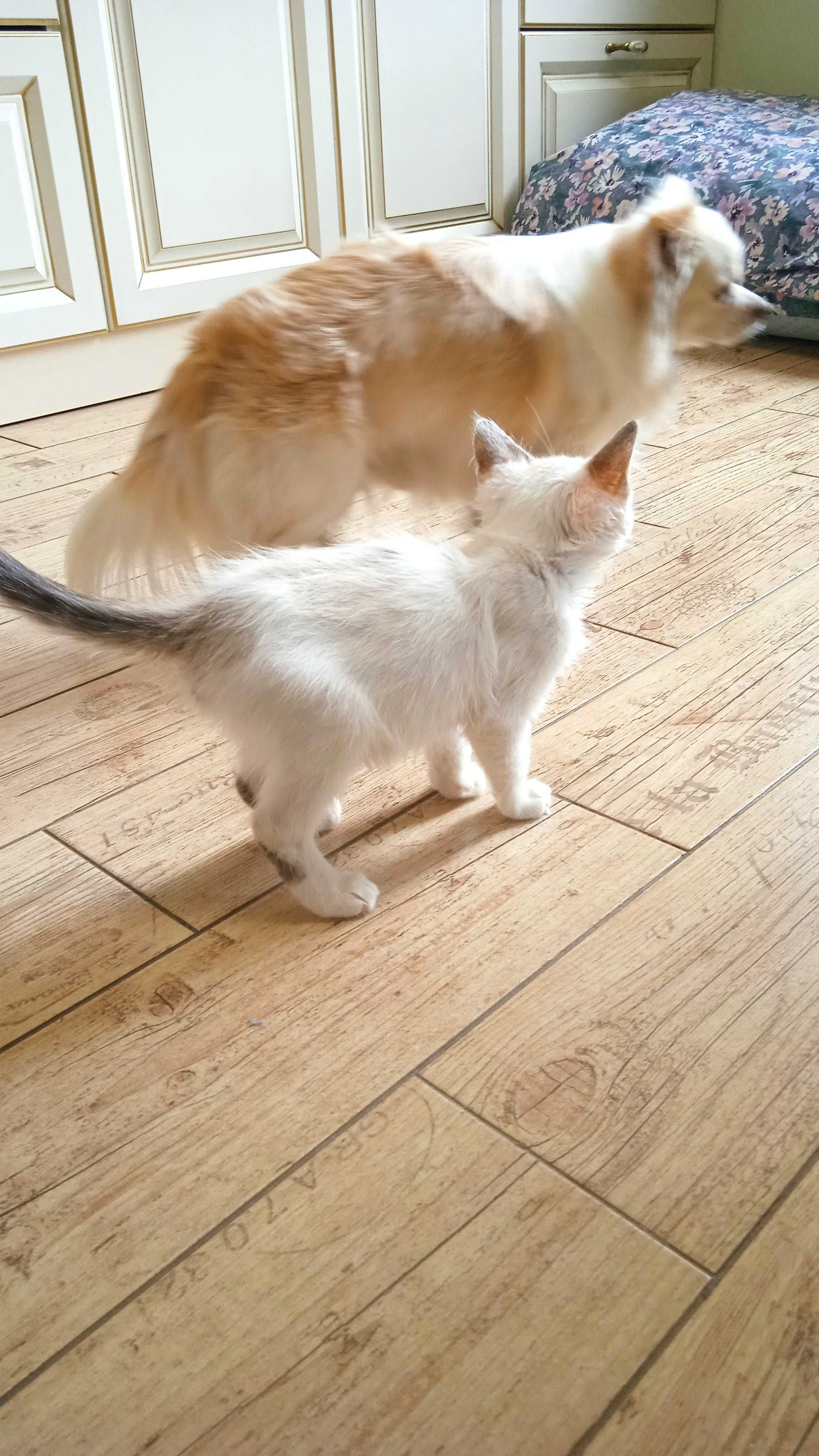Блакитноокий котик в добрі руки