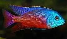 Protomelas Taeniolatus Red Empress. Pyszczaki z Malawi.
