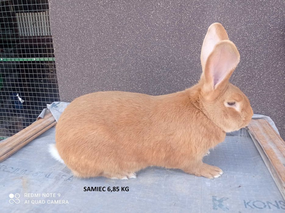 Samce Burgundy , burgundzkie 6kg  +/-