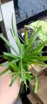 cibora/papirus -ciety