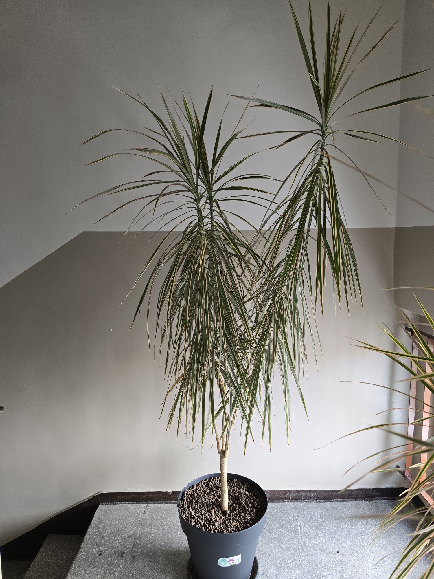 Draceny marginata – duże kwiaty doniczkowe 110–220 cm