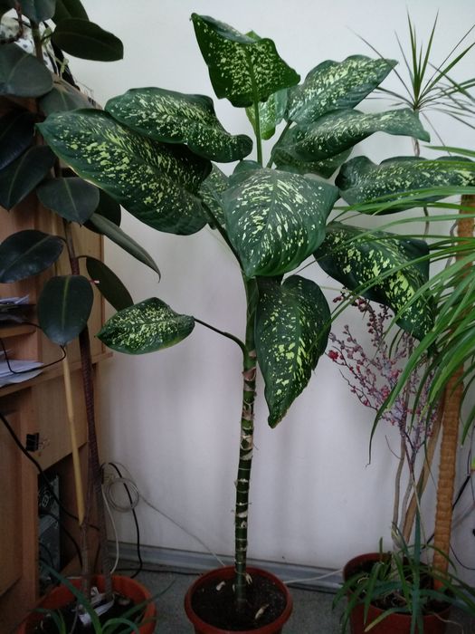 Дифенбахия дифенбахія 90-140 см домашний цветок в горшке Днепр