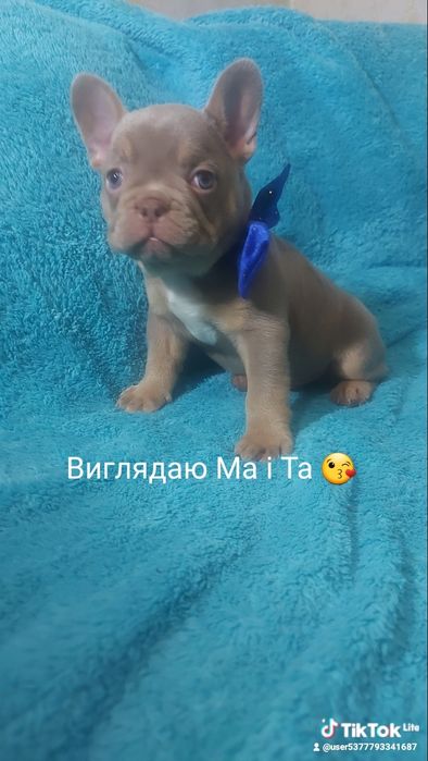 Французький бульдог, щеня