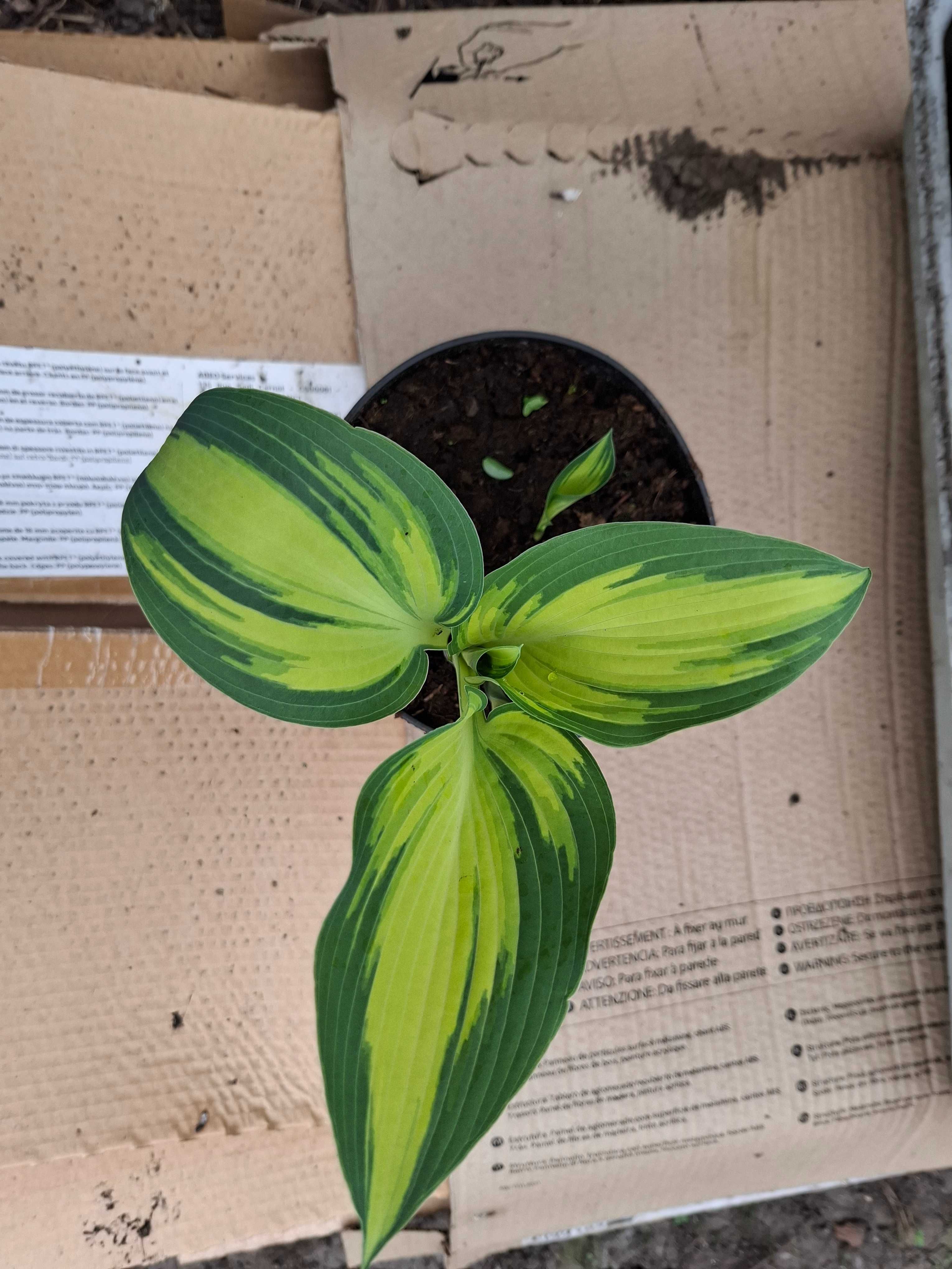 Funkia, Hosta różne rodzaje, hortensja ogrodowa i bukietowa.