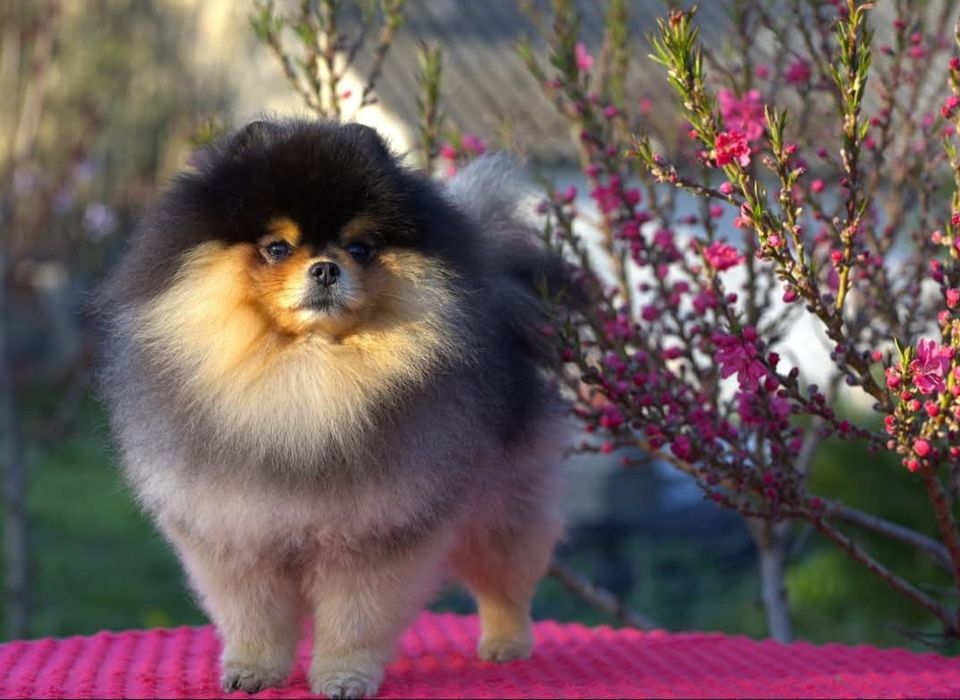 Pomeranian- Szpic miniaturowy malutki puchaty piesek