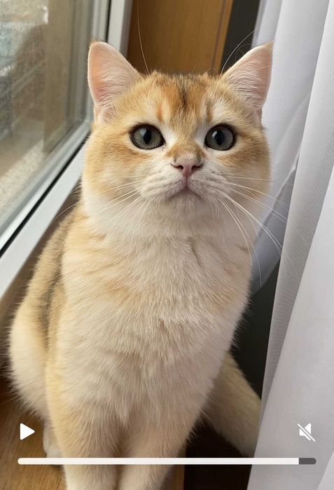 Gato British Shorthair Golden