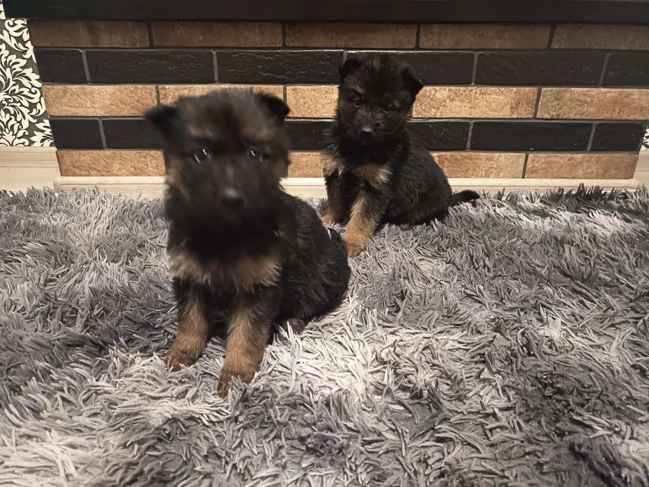 Німецька вівчарка