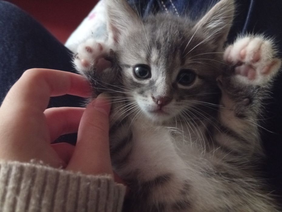 Віддам кота і кішечку у добрі руки