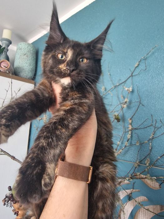 Maine Coon kocięta cudowna kotka