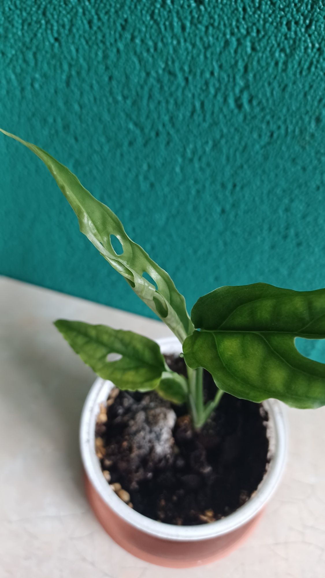 Monstera Obluqa peru