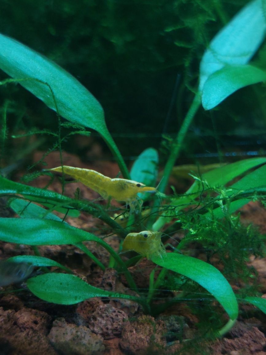 krewetki niecaridina yellow neon