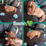 Cudny piesek Bueno Ruby Cavalier Charles spaniel badanie genetyczne