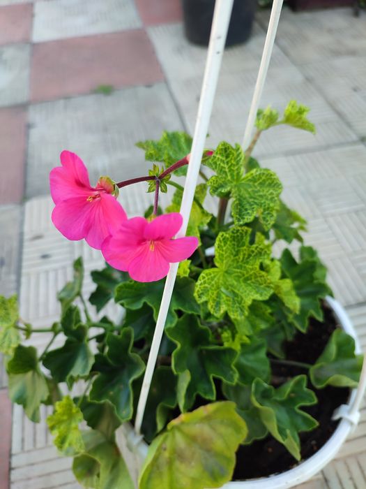 Пеларгонія ампельна та кущова