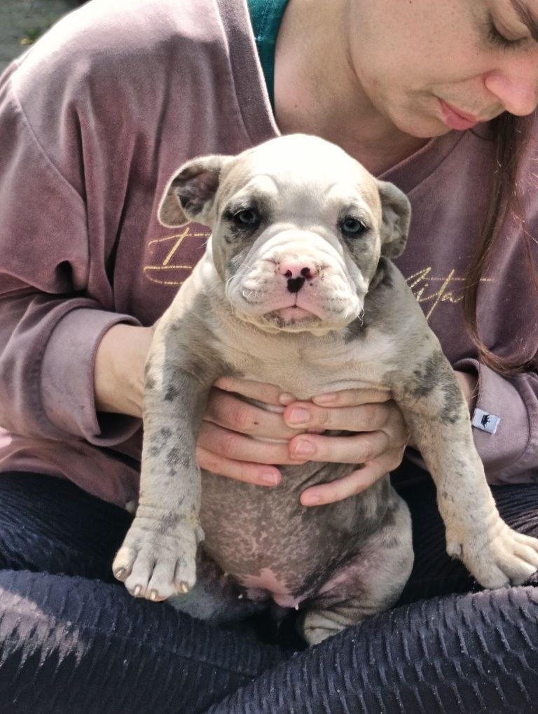 American bully ABKC  merle suczka