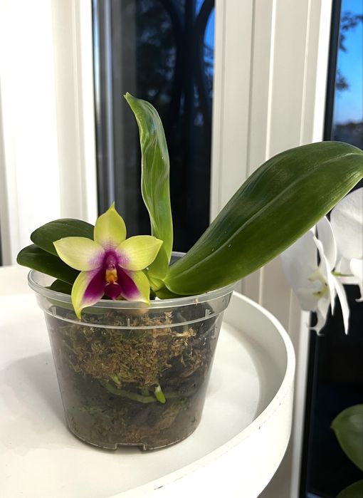 violacea * bellina Samera phal орхідея фаленопсис