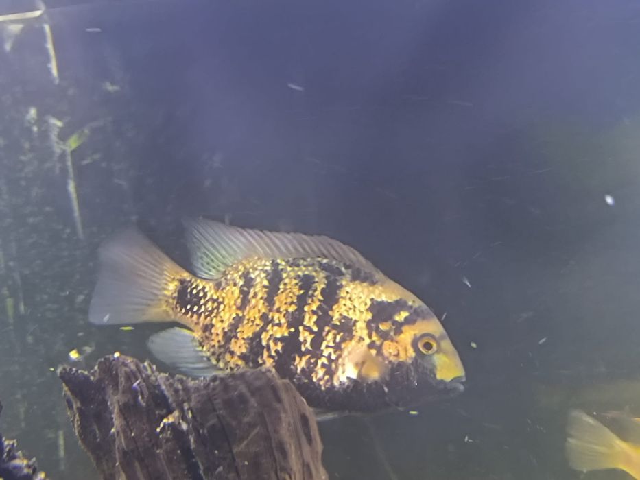 Vendo cicledeos americanos