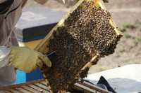 Odkłady pszczoły wielkopolskie