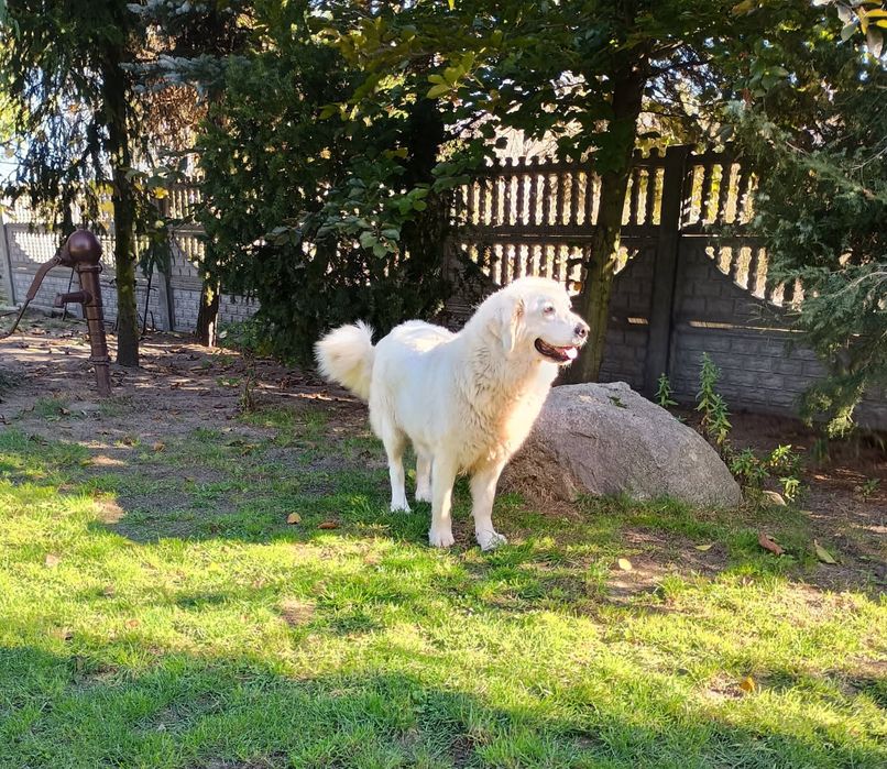 Suka hodowlana Owczarek Podhalański