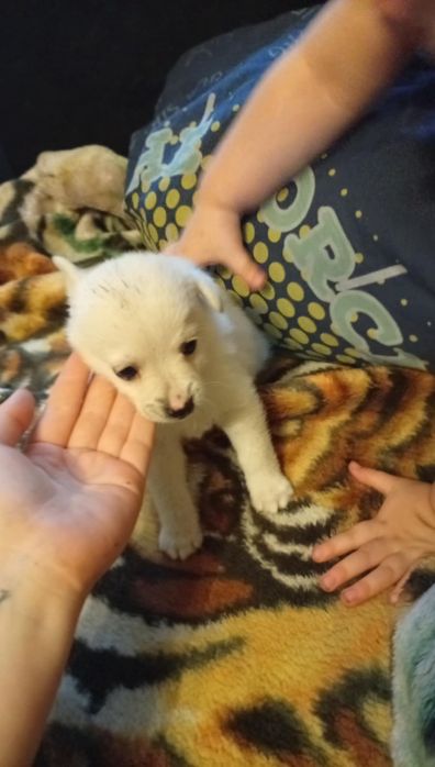 Oddam pieska w dobre ręce