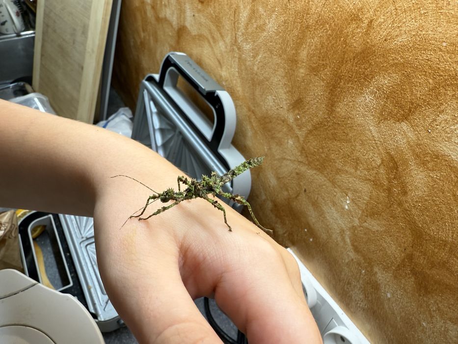 Straszyki młode i wieksze.