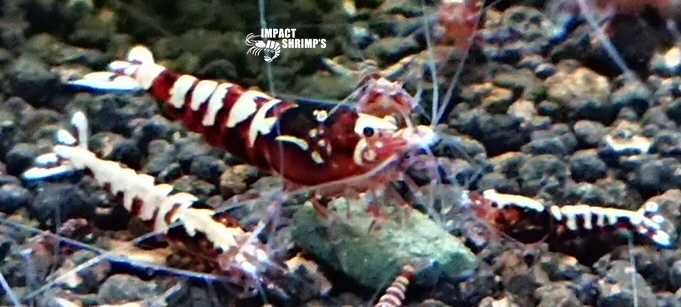 Krewetki Galaxy Fishbone Red od Impact Shrimp's