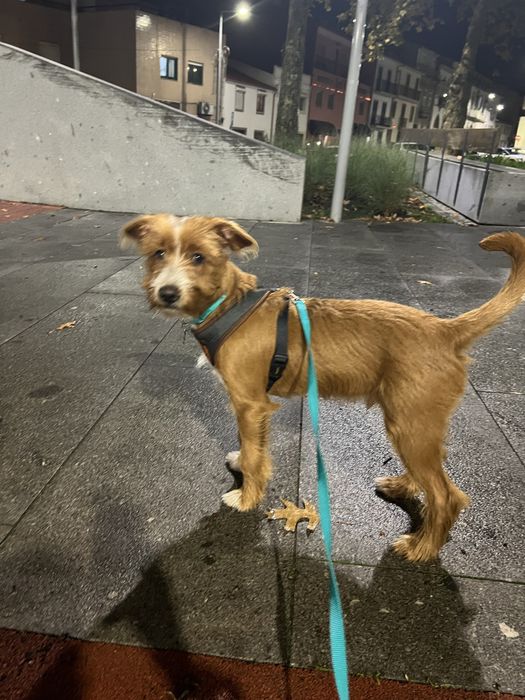 Cachorro para adoção