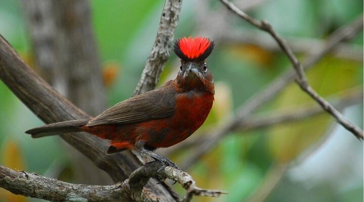 Tico tico rei vermelho Coryphospingus cucullatus