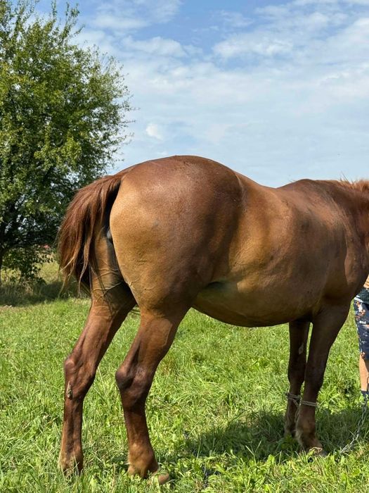 Продам Кобилу, 9 років
