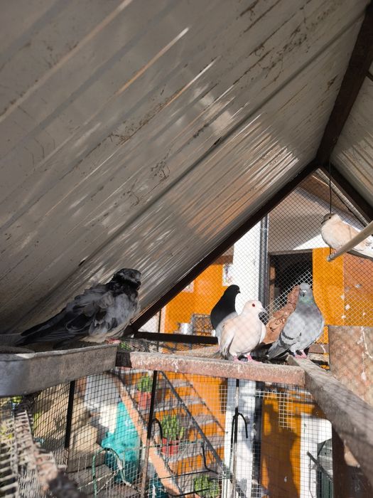 Vendo ou troco pombos de raça