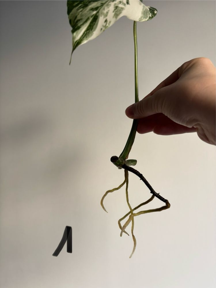 Monstera variegata, pędówki