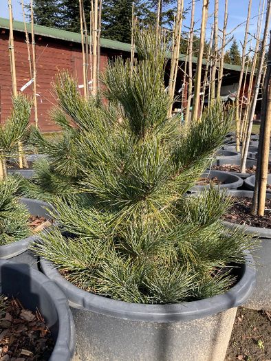 SOSNA Limba 'PINUS CEMBRA' wys ok. 60CM