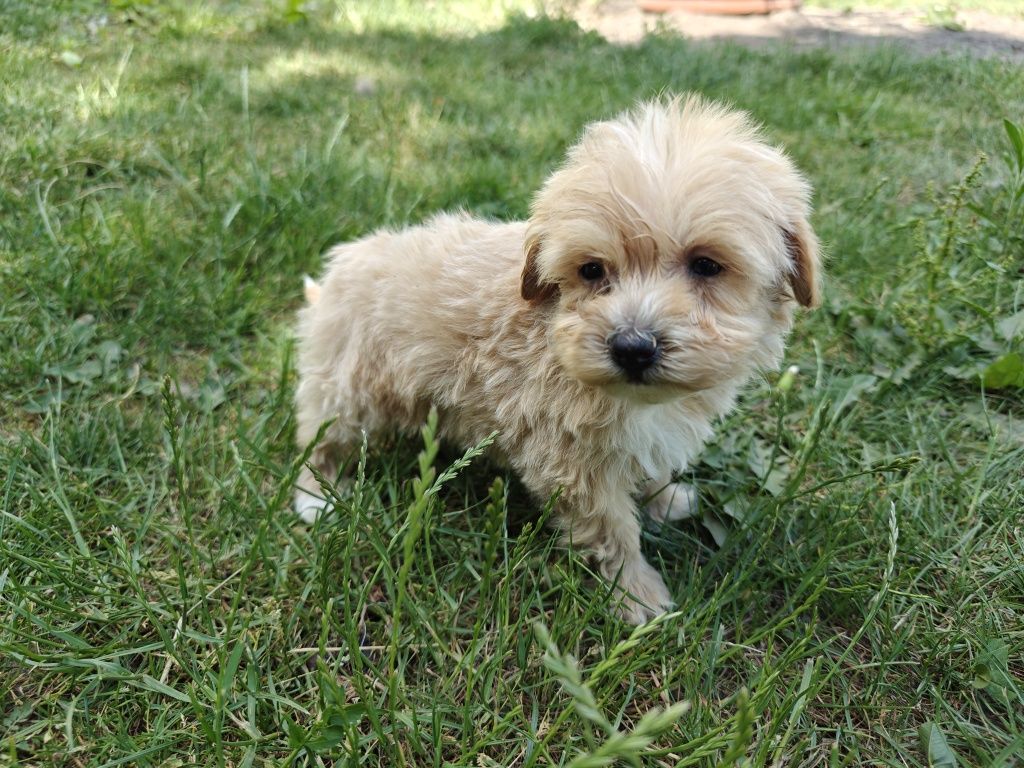 Maltipoo  piesek aktualne