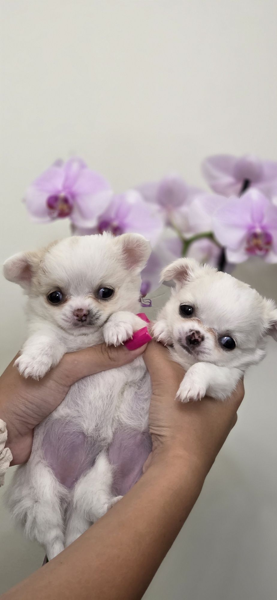 Sprzedam suczkę chihuahua ZKwP FCI