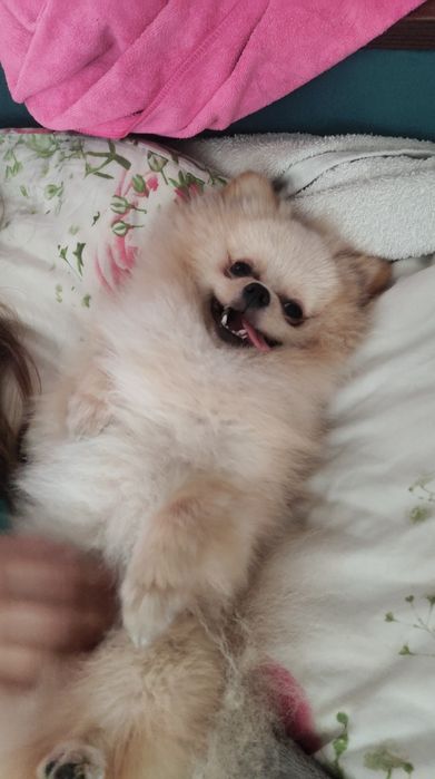 Вязка померанский шпиц  ищет невесту вязка шпиц