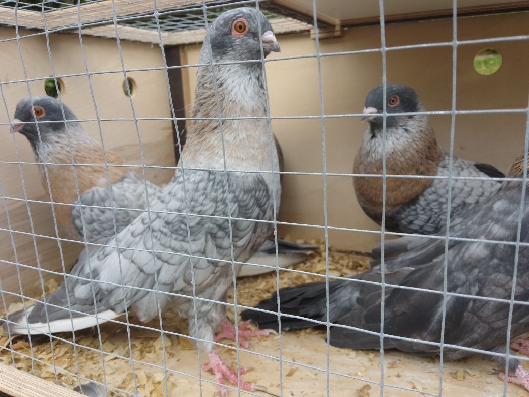 Swift Egipski, Jerzyk Otati Samiec